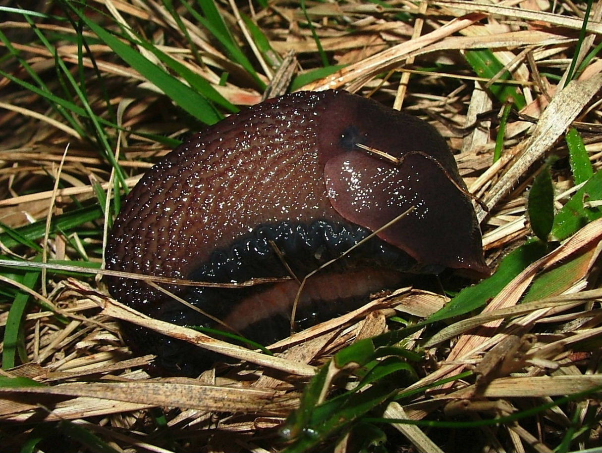 Un vecchio problema: Limax dacampi o L. doriae